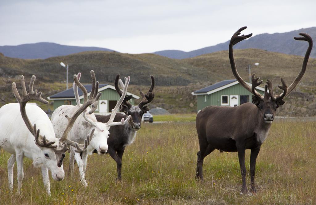 Nordkapp Camping Hotel Ruang foto