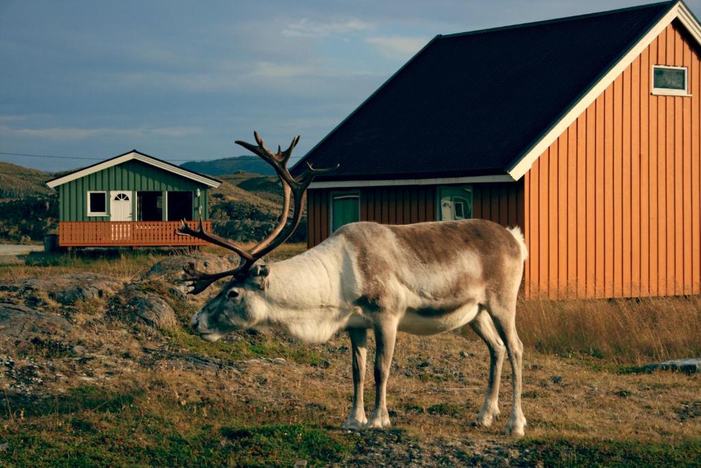 Nordkapp Camping Hotel Bagian luar foto